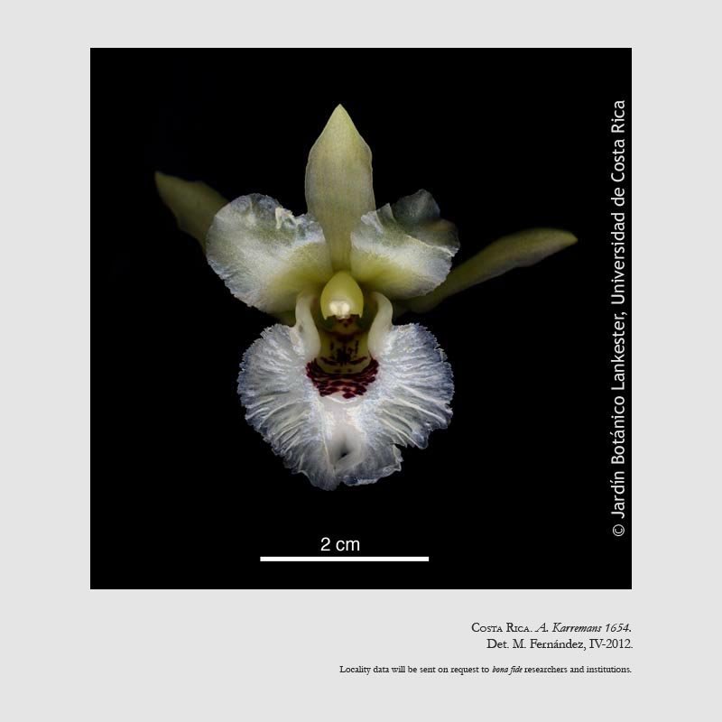 Chondroscaphe atrilinguis